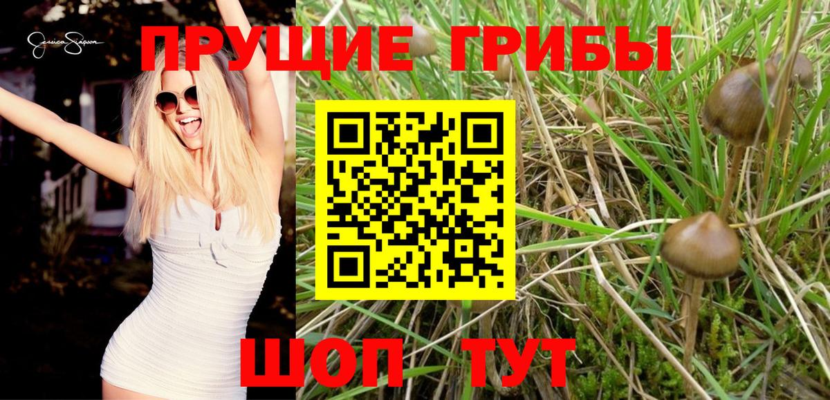 Псилоцибиновые грибы Psilocybine cubensis  Вход с VPN  Набережные Челны 